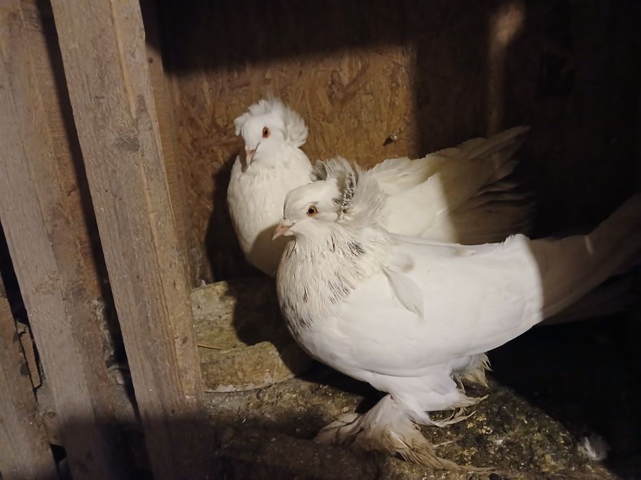 Porumbei de ornament