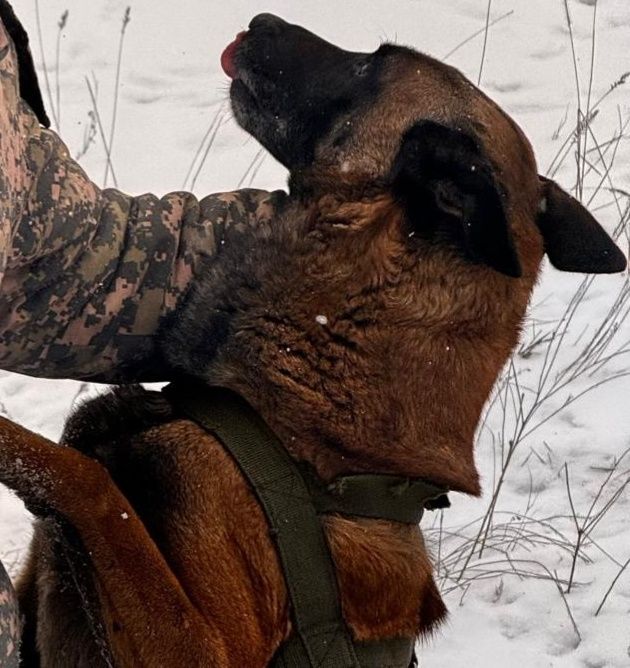 Пропала собака! Будем рады любой информации!