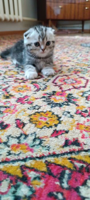 Котята шотландцы