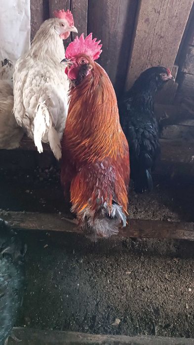 Инкубационное яйцо куриное