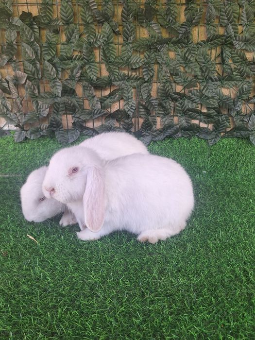 французский баран