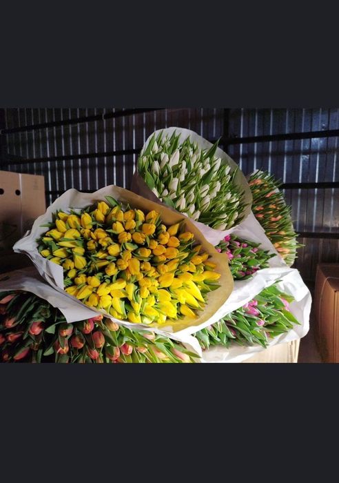 Тюльпаны оптом и в розницу