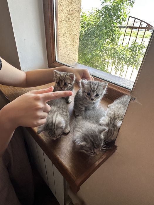 Кошка мысык мысық