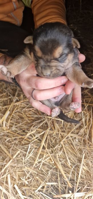 Donez căței mai am femele ,abea văd doar ,mai multe detalii în anunt