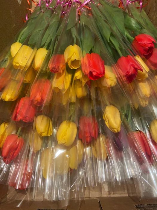 Тюльпаны в Шымкенте