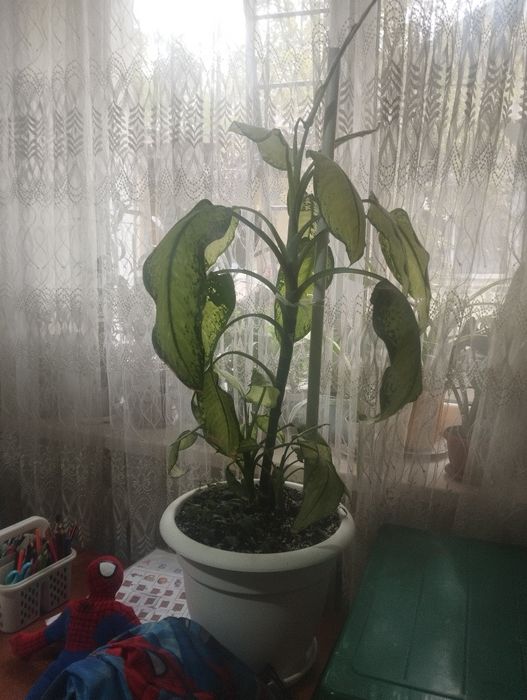 Цветы для дома и офиса