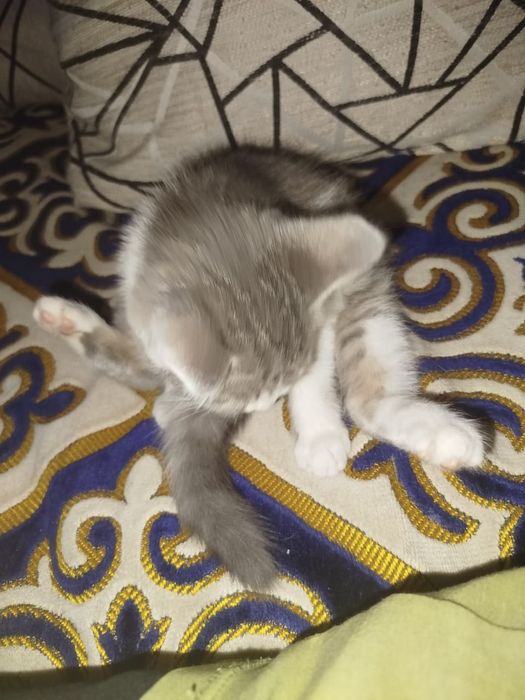 Кошечка милая, девочка, чистая домашняя.