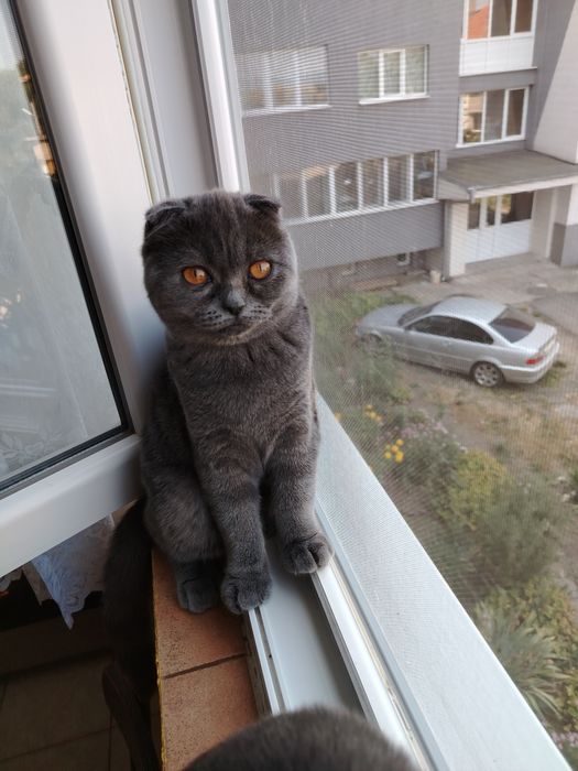 Шотландски котета