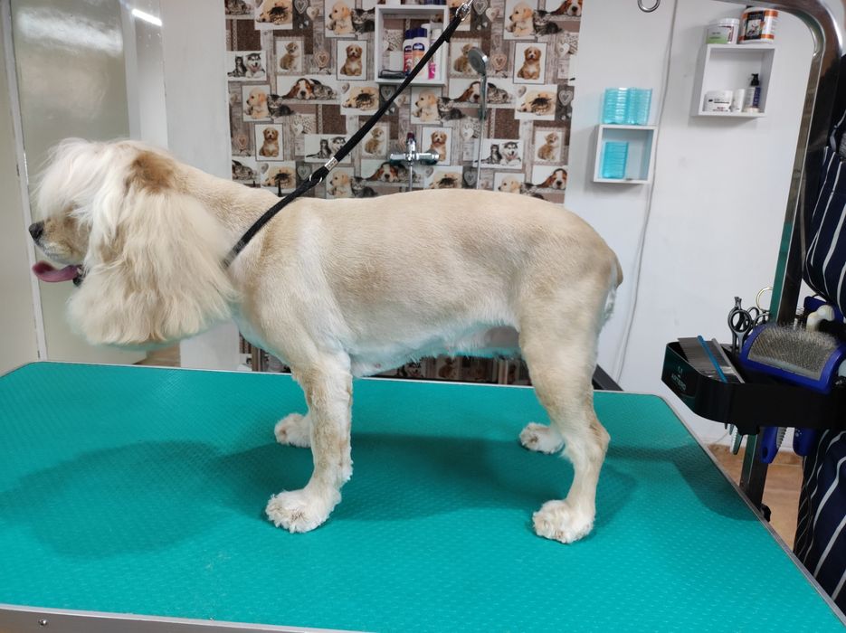 ЗооФамилия Професионален груминг, подстригване и къпане на кучета