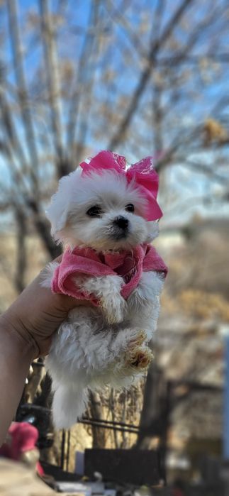 Корейские лупоглазые  мальтизе