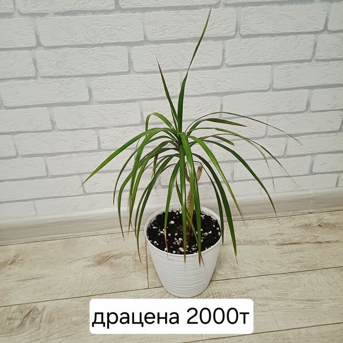 Цветы комнатные недорого