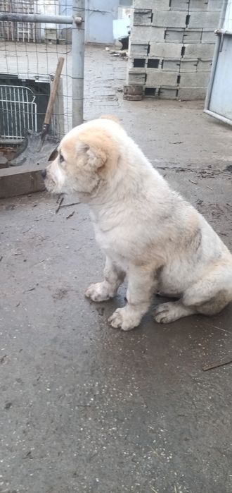 САО Алабайчета, чистокръвни