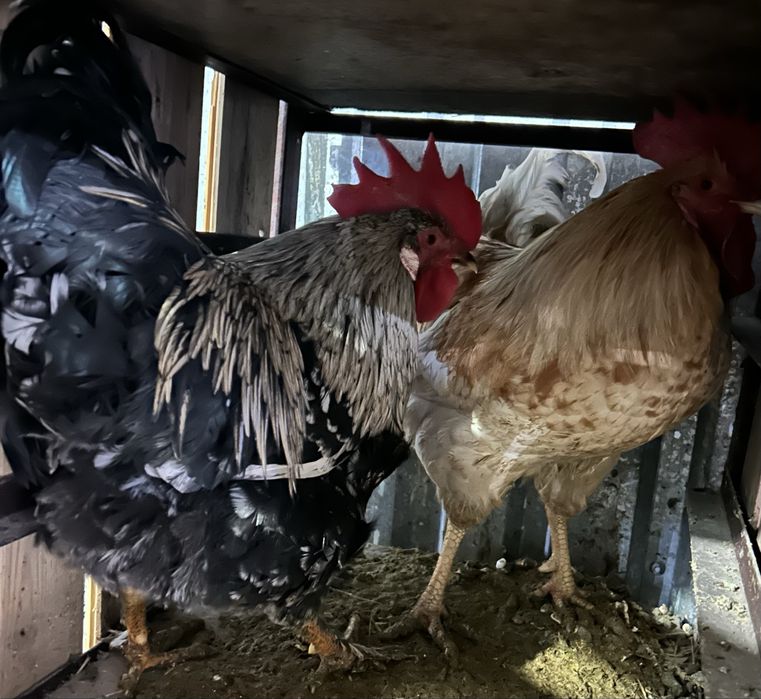 Домашние яйца, домашнее яйцо