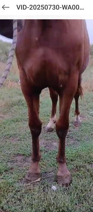 Жеребец от дончака 2х летка (кунан)