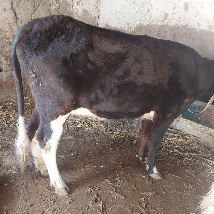 Она бола сигир сотилади 1-боласи гуножинча