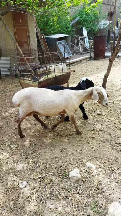 Продаются бараны домашние