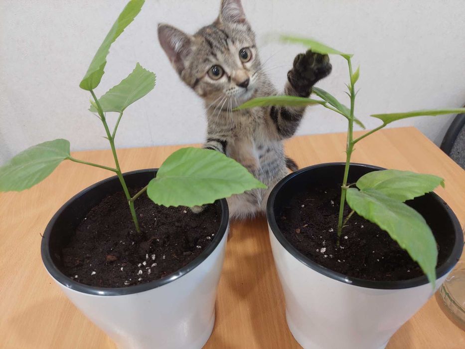 Маленькая кошечка ищет хозяина