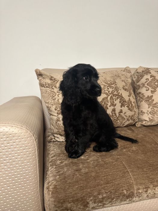 Cocker Spaniel Fetita cu schema de vaccinare completa