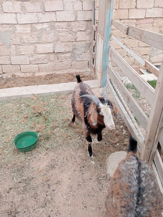 Жас Теке 60000тг