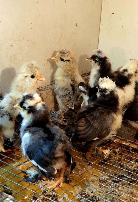 Султанка балапандары бар