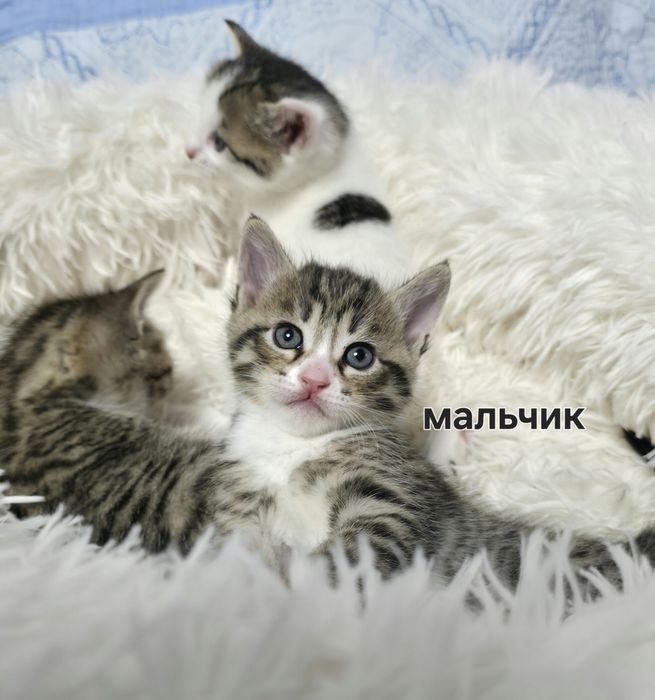 Отдам котят в добрые руки