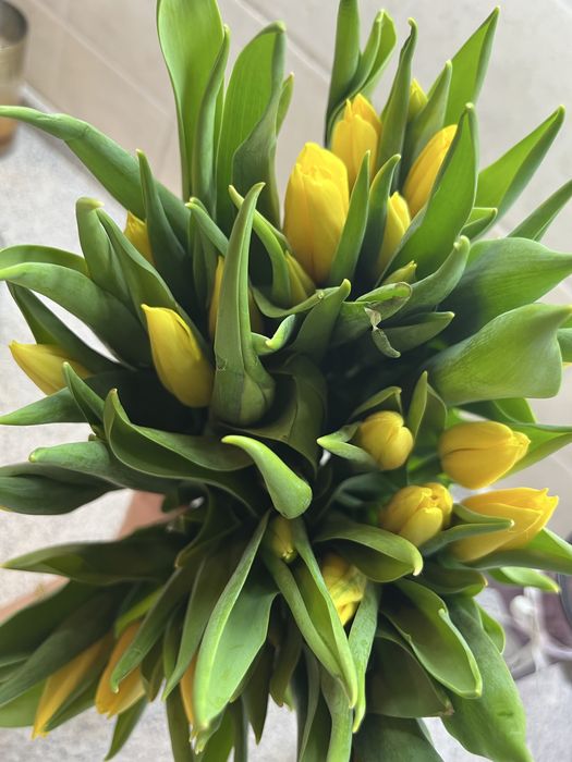 Тюльпан по 650тг шт