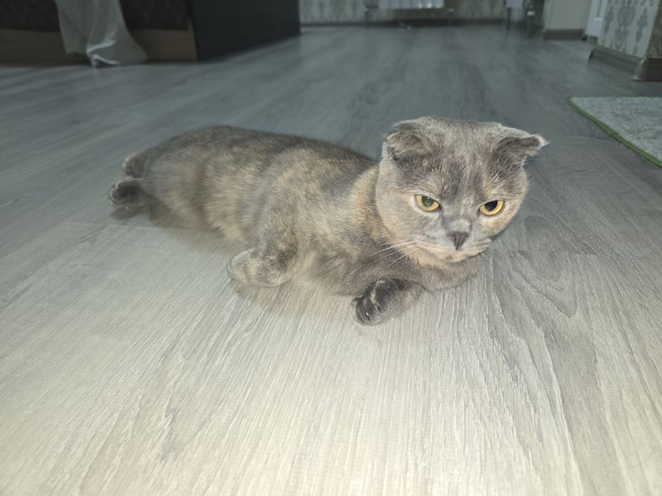 Отдам кошку в хорошие руки