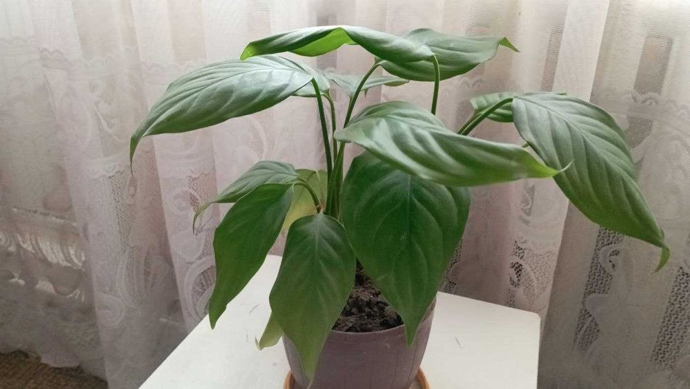 Продам цветы Аглаонема,