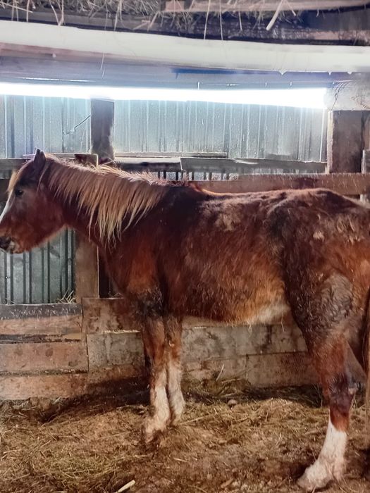 Продам 2 байталки с откорма