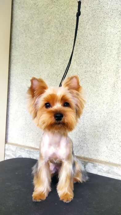 Стрижка собак и кошек.