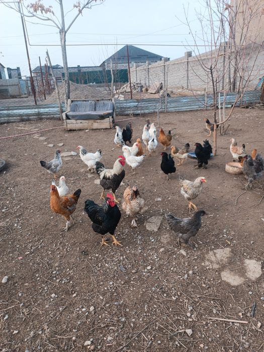 Домашний тауықтар бар