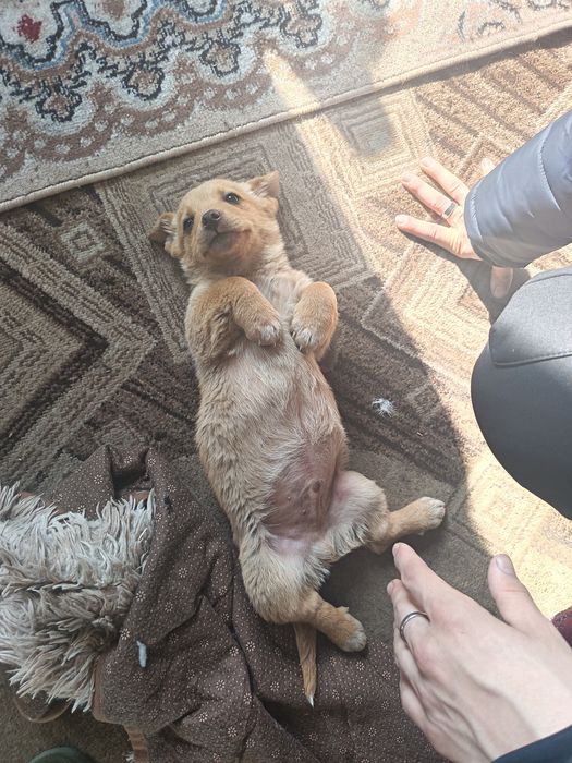 Отдам даром щенят