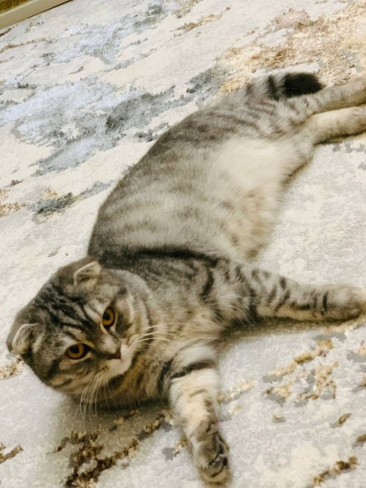 Zotli VA aqili mushuk sotili