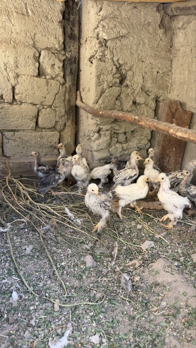 Yaponchalar biramalar bor