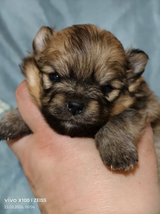 Очаровательные щенки шпица.