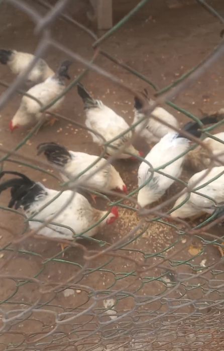 Адлер кораздар сатылады