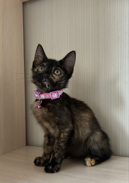 Кошечка черепашка ищет дом