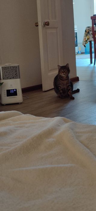 Ищем новую семью для кошки.