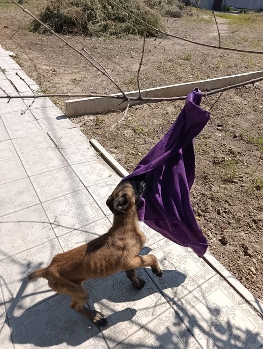 Бельгийская овчарка