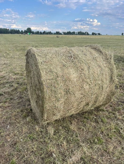 Шөп сатам, продам сено