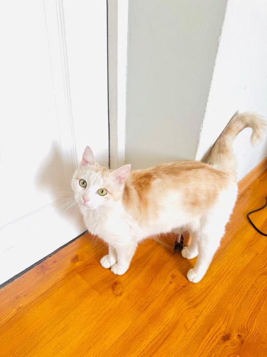 Умная кошка даром