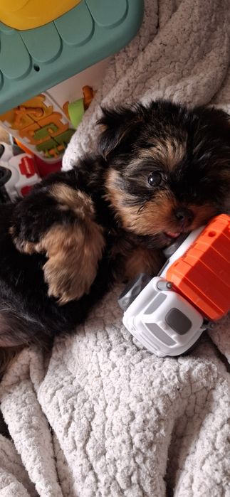 Йоркширский терьер щенки с документами