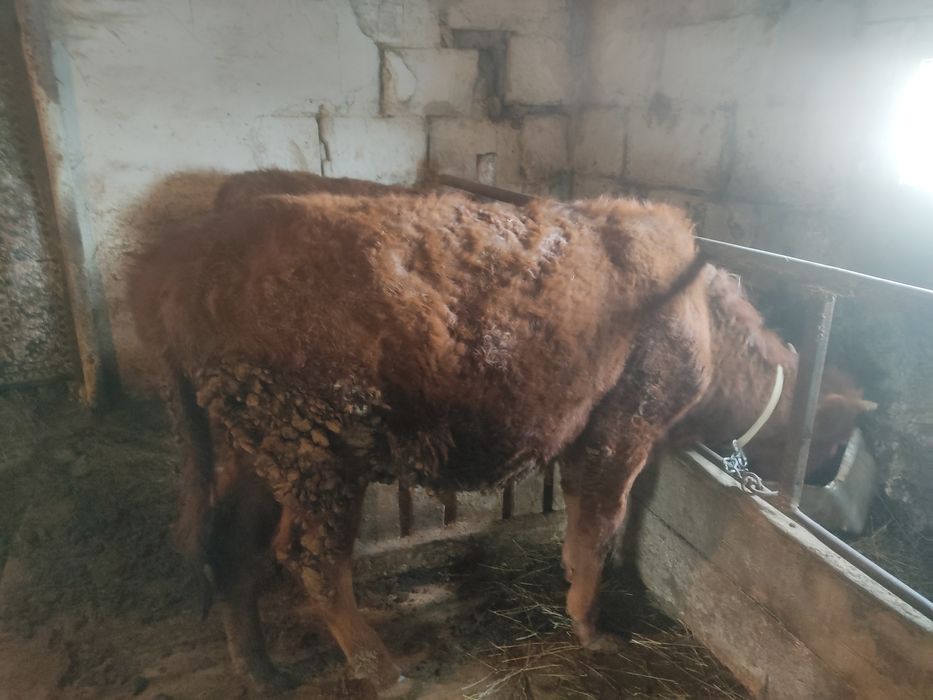 Тёлочек годовалых