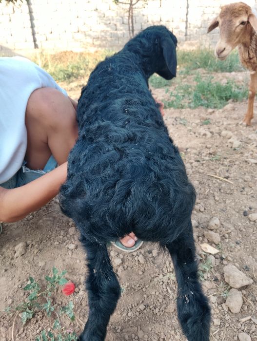 Қозы қой сатылады