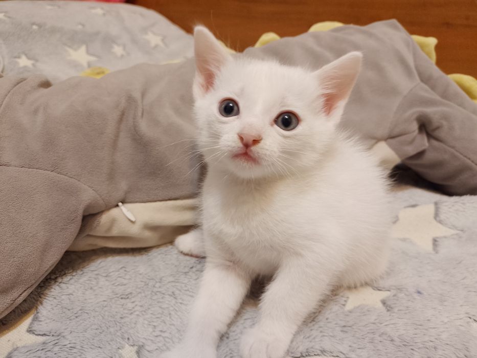 Отдам котят в хорошие руки