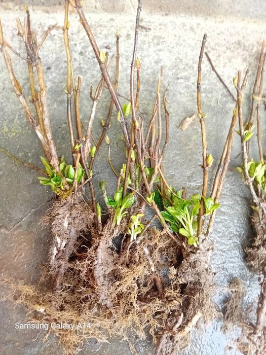 Хортензия  Розова