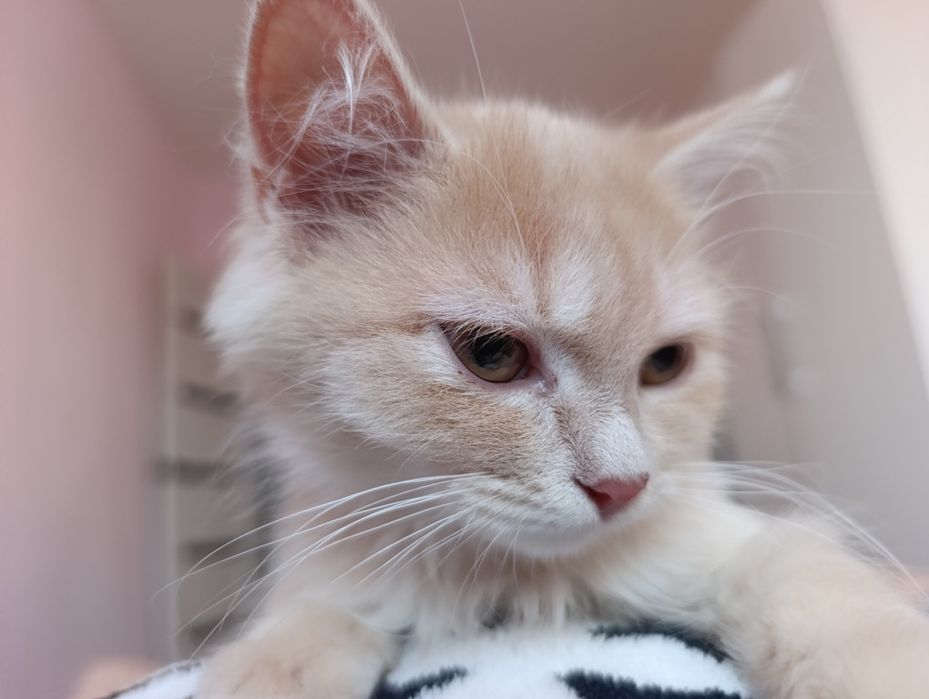 Котенка в добрые руки