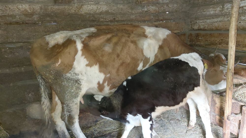 Vând vacă cu vițel