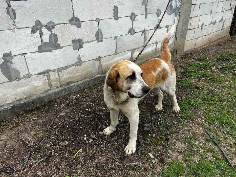 Ciobanesc Asia Centrală