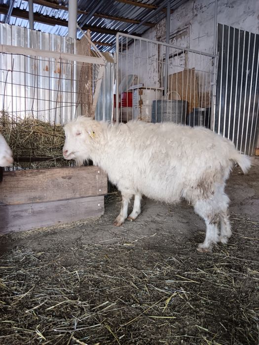 Продам  котных коз